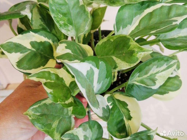 Сортовые сциндапсусы