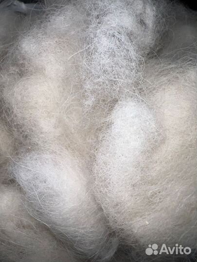 Собачья шерсть самоеда