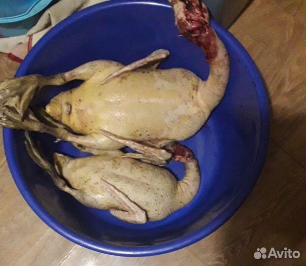 Домашнее мясо