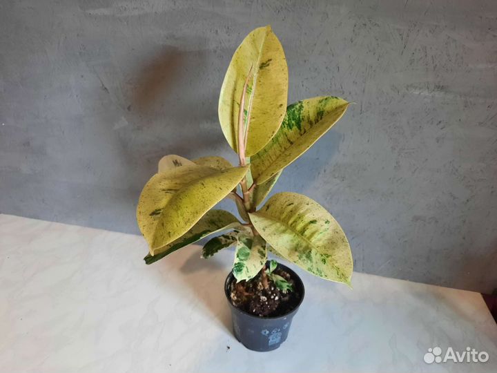 Фикус шривериана муншайн