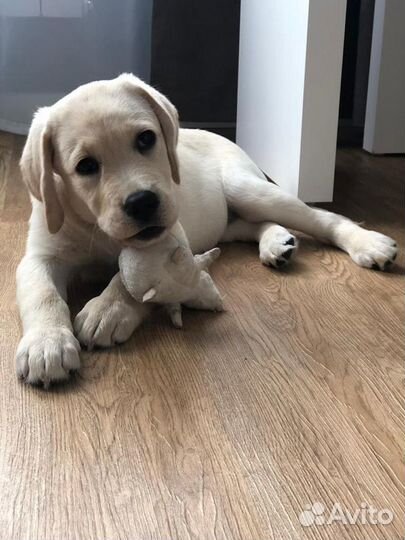 Палевые щенки Лабрадора (РКФ, клеймо, ветпаспорт)