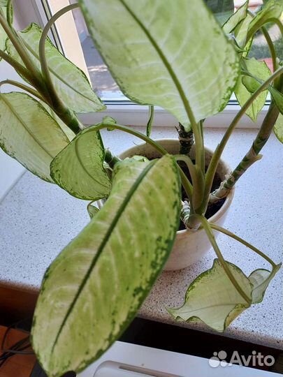 Дефинбахия