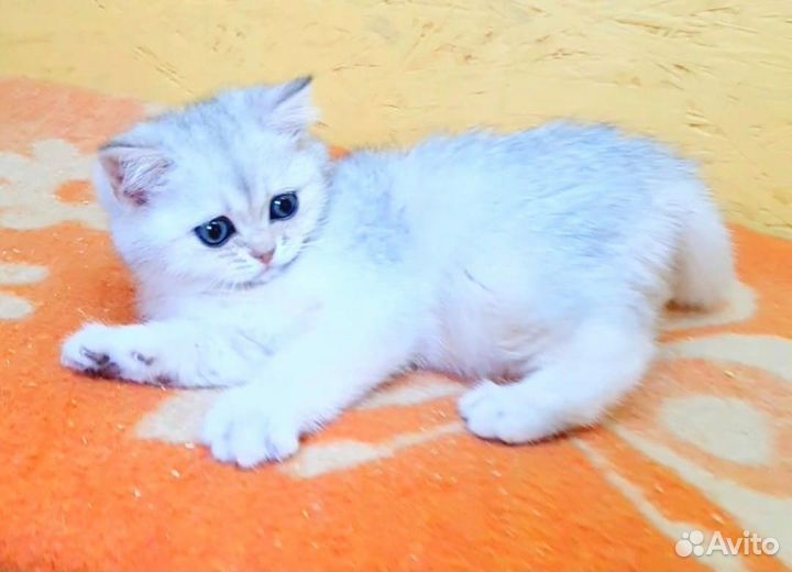 Шотландские шиншиллы