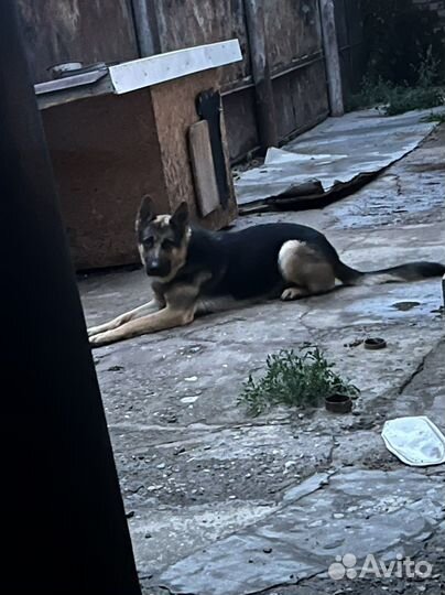 Немецкая овчарка