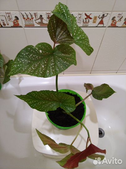 Коралловая бегония жемчужная декоративно цветущая