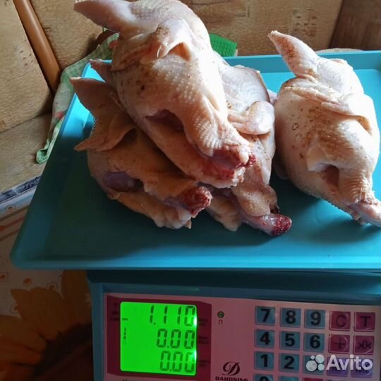 Перепела техасец утяжеленый Продаю