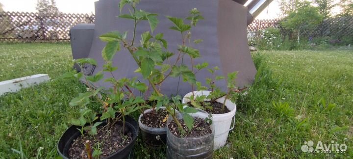 Саженцы садовой ежевики