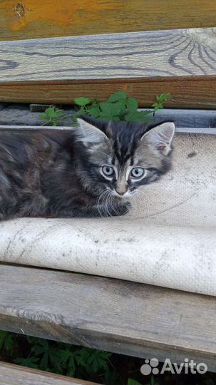 Бесплатно кощечка