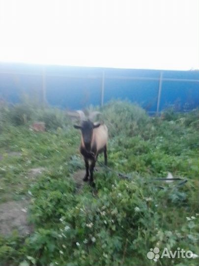 Продается козлик чешский