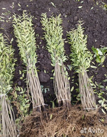 Живая изгородь бирючина