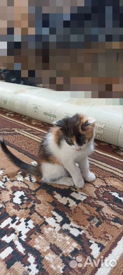 Котята короткошерстные