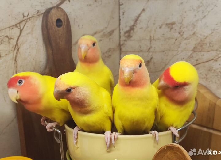 Попугаи неразлучники птенцы