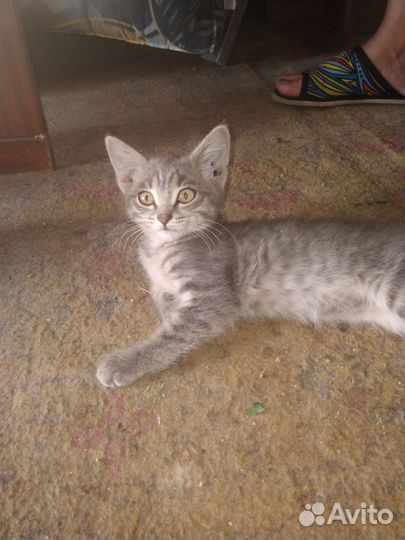 Продам котят