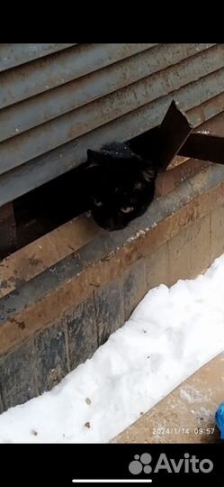 Котенок в добрые руки