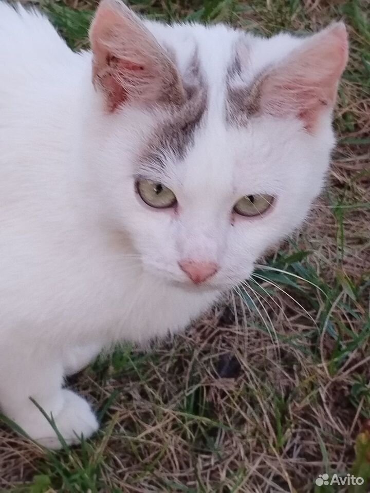 Котята ищут дом