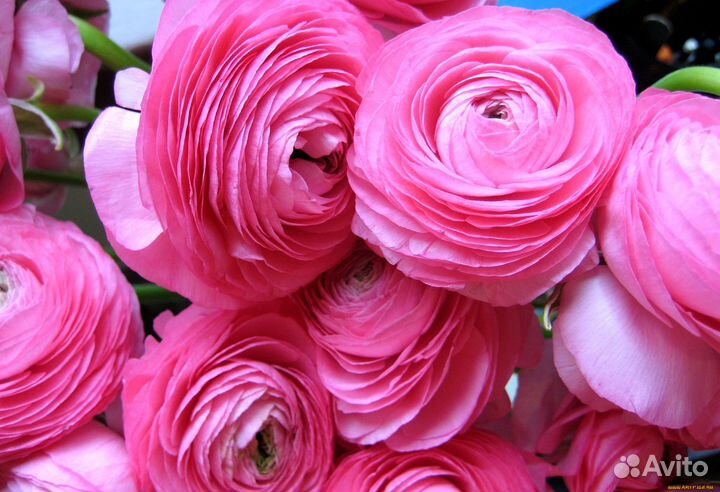 Ранункулюс Розовый (Pink ) (луковицы)