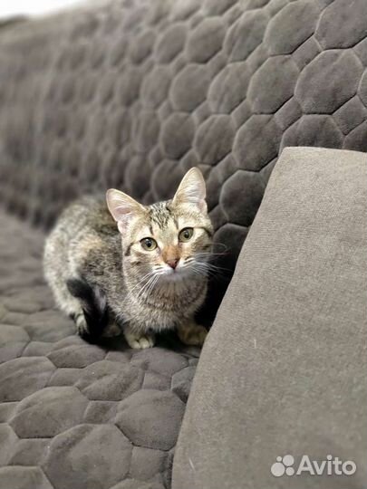 Котик в добрые руки