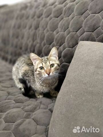 Котик в добрые руки