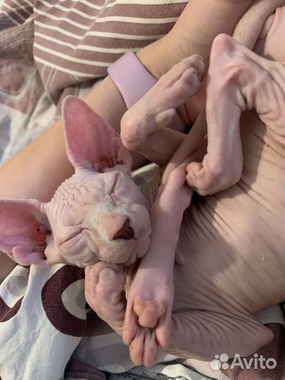 Канадский сфинкс