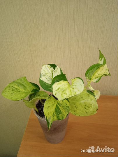 Сциндапсус