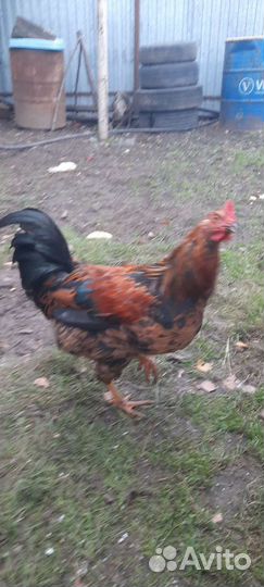 Петухи