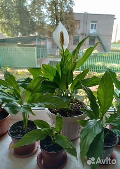 Комнатные растения цветы