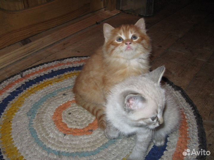 Котята отдам в добрые руки бесплатно