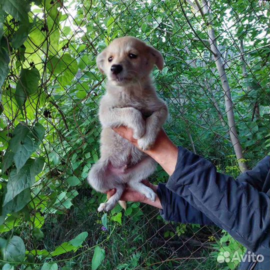 Щенок в добрые руки