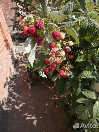 Ремонтантная малина