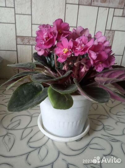 Фиалки сортовая