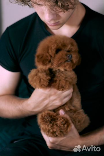 Девочка Тэдди мишка