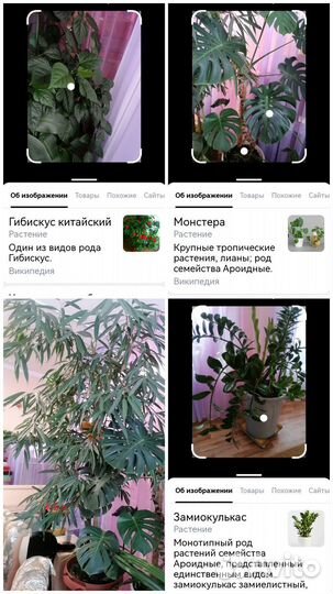 Цветы большие для офиса или дома