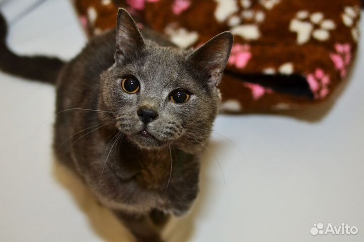 Отдам в добрые руки