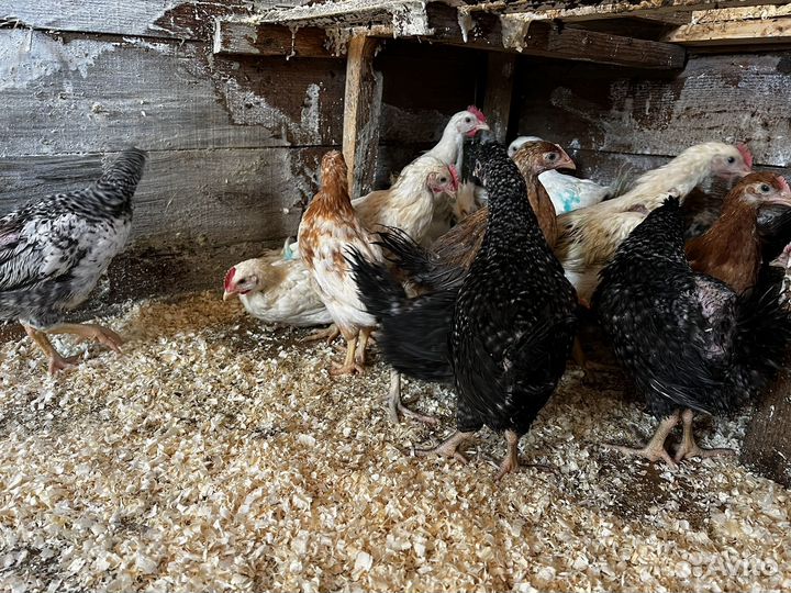 Куры несушки продам