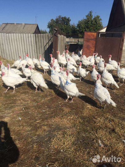 Мясо домашней индейки