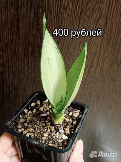 Сансевиерия Ханни Сильвер