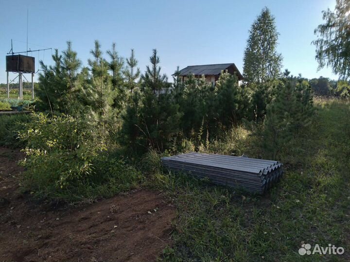 Саженцы сибирского кедра