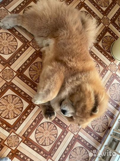 Чау чау вязка