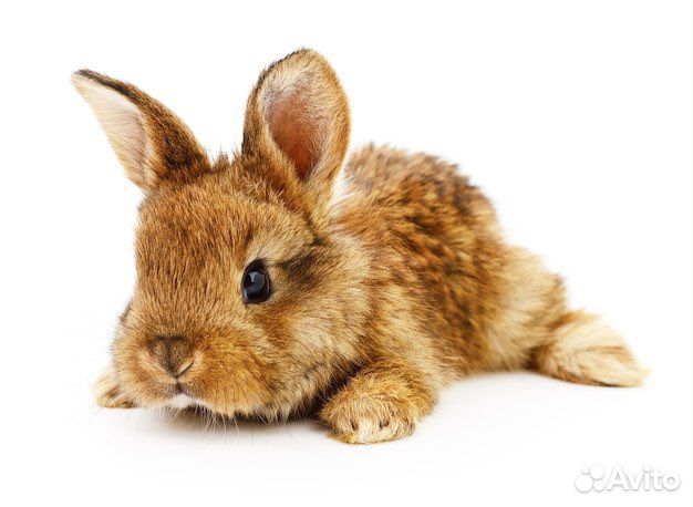 Мини карликовый кролик - ручной, добрый