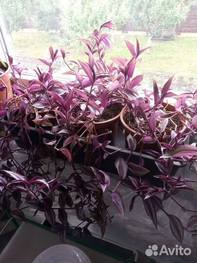 Комнатные цветы