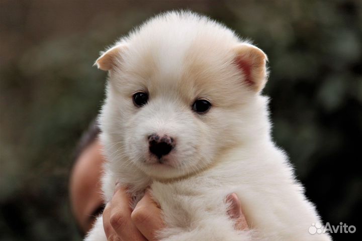 Щенки якутской лайки