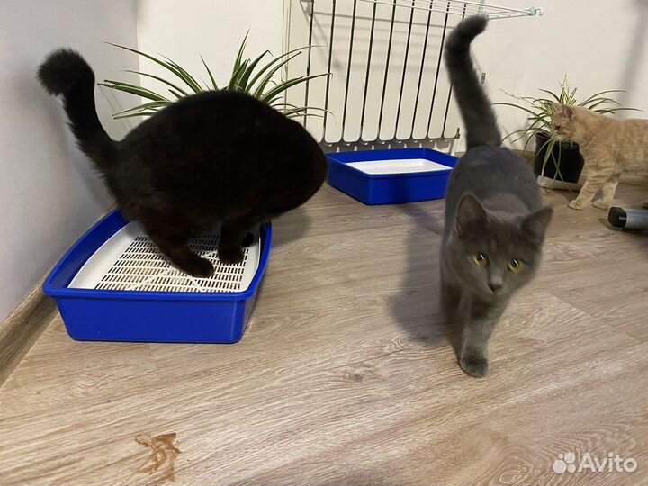 Домашняя передержка собак, кошек