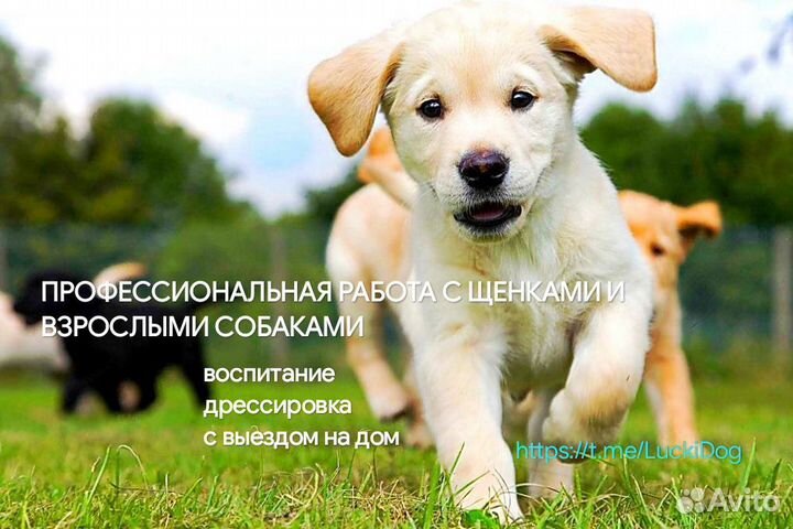 Кинолог. Дрессировка собак и воспитание щенков