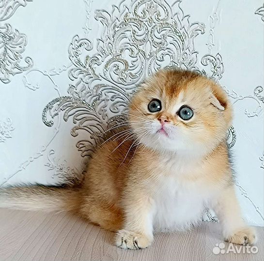 Золотой мальчик
