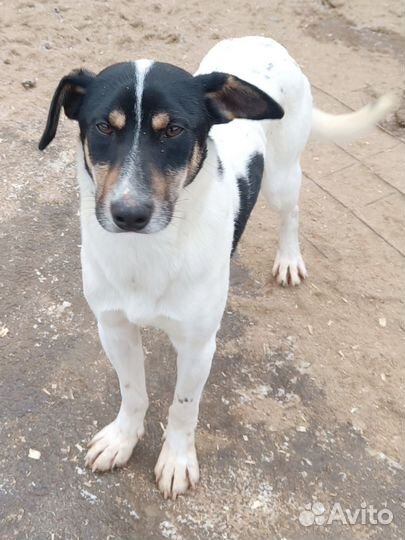 Кокос и Лиса ищут семью