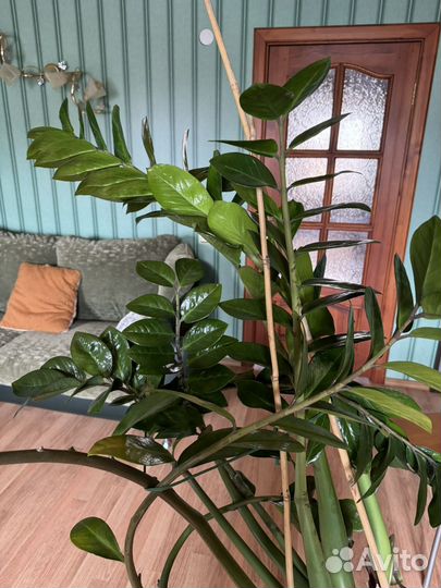 Замиокулькас