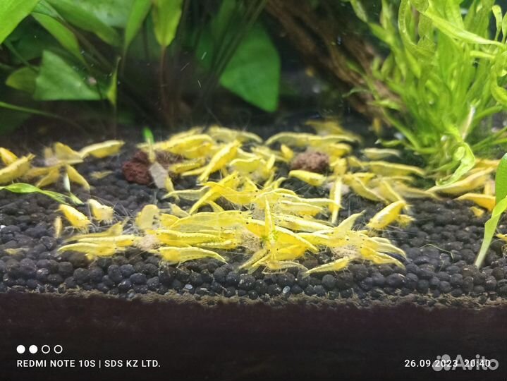 Аквариумные креветки Жёлтый неон