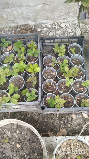 Молодые дубки