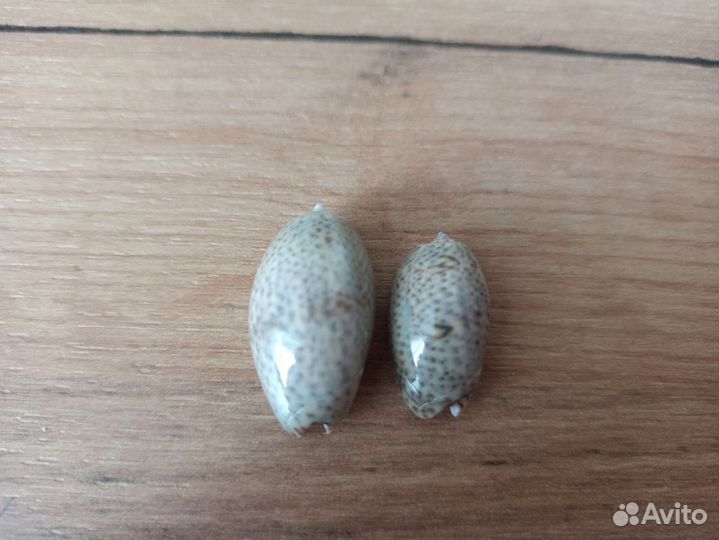 Морская раковина