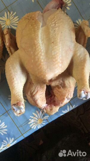 Инкубационное яйцо бройлера росс 308